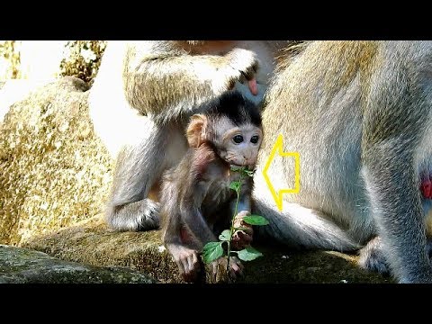newborn monkey pet Oh Got!!!! Janet hungry and eating green leaf, Why she doesn't get milk?
