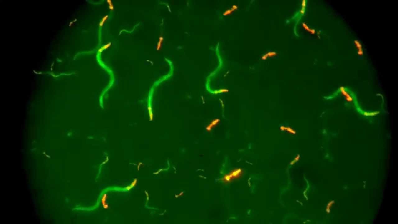 eGFP+dsRed C. elegans worms