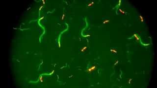 eGFP+dsRed C. elegans worms