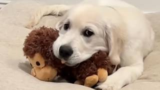Funniest Overdramatic Golden Retriever Meltdowns
