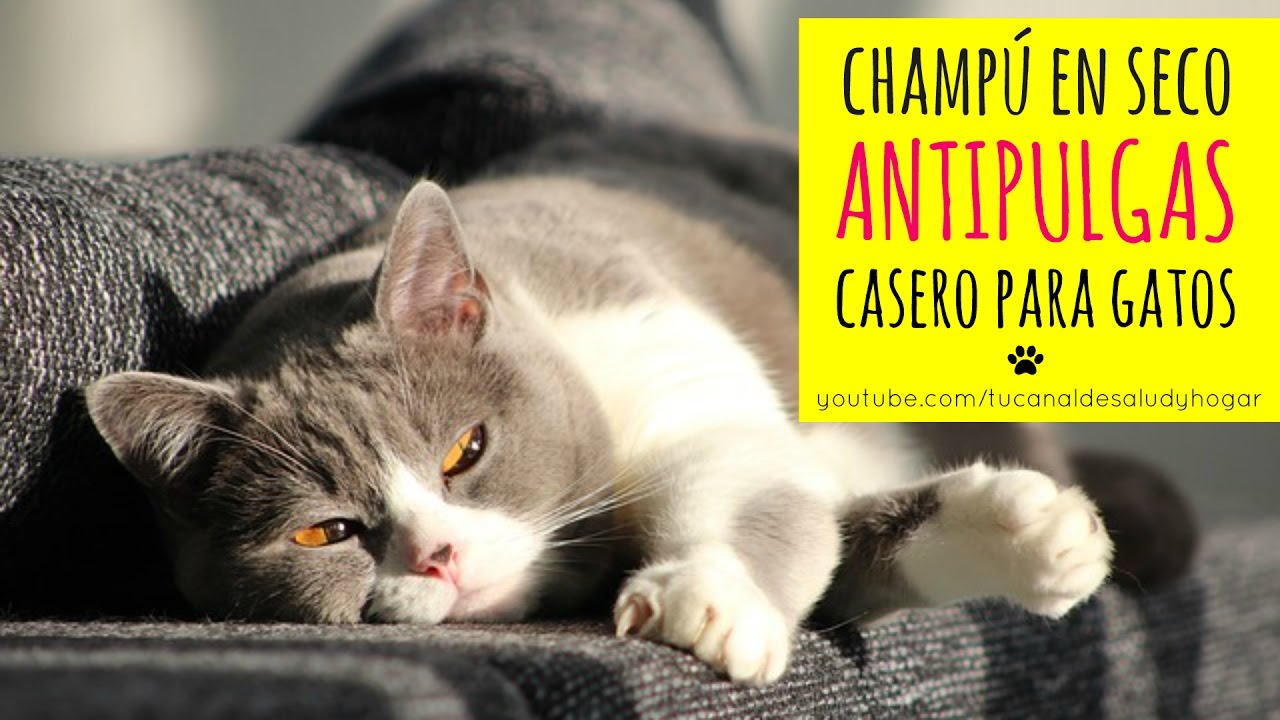 shampoo antipulgas casero para gatos