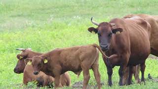 Foot & Mouth Disease in Livestock: Expert Insights with Dr. Julia Herman, DVM | NCBA