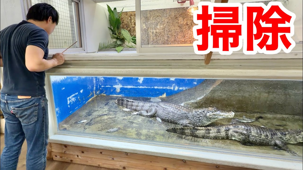 Here's how to clean the tank that houses a 2m crocodile. - YouTube