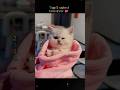 Top 5 Cutest Cats Ever 😻✨ | You Won’t Stop Smiling!