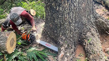 Hard work... STIHL ms 881 Vs Big trembesi tree.