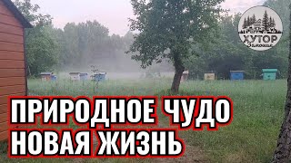 ПРИРОДНОЕ ЧУДО: ПЕНИЕ ПТИЦ И НОВАЯ ЖИЗНЬ.