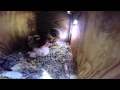 Secret Camera in Barn Owl Nestbox