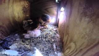 On May 1st, 2014, Cascades Raptor Center put a secret camera in our foster parents