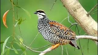 Tiếng chim đa đa gáy chuẩn mp3 không tập âm cho ae dùng loa bẫy