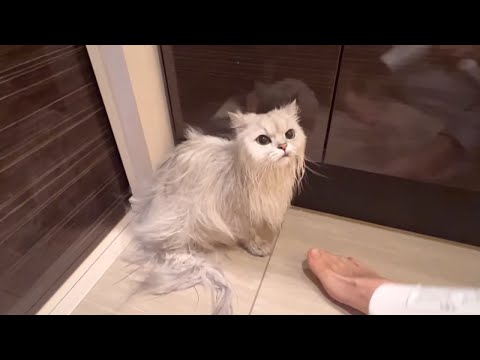 お風呂上がりの猫をドライヤーで乾かします