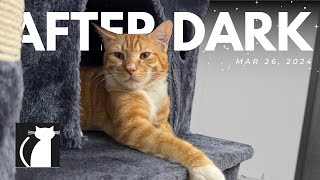 The Cattery AFTER DARK! Mar 26 | Scott cohost