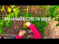 Gioie della vita A Mangiare Pomodori dentro la nostra Serra con i miei bimbi :)