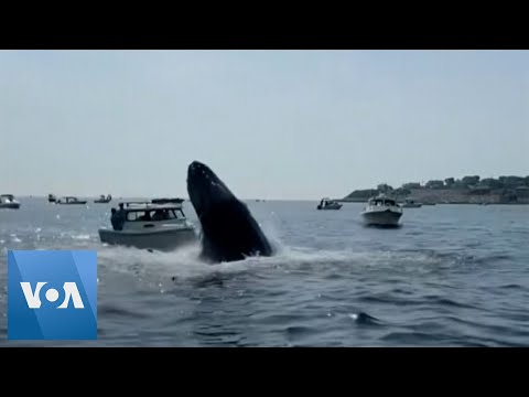 Humpback Whale Lands on Boat in Massachusetts