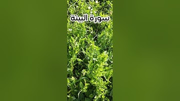 سورة البينة بصوت القارئ مختار الحآج