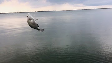 CÂU CÁ BẰNG MỒI TÔM Ở CẦN GIỜ