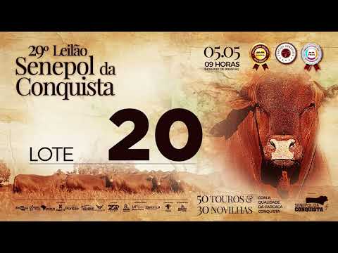 LOTE 20 CONQ 3018 - FÊMEA