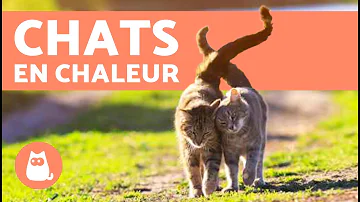 Quand les première chaleur du chat ?