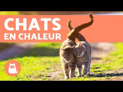 Vidéo: Que Faire Quand Votre Chat Est En Chaleur