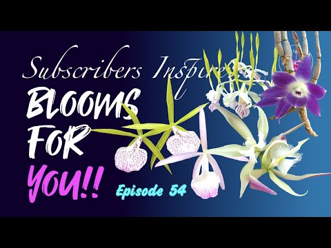 SUBSCRIBERS INSPIRE| You color my life | Blooms for YOU! Episode 54 🌸🌺🌼💐#Orchids #OrchidsinBloom