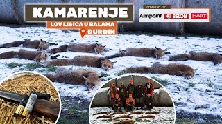 Kamarenje - Lov lisica u Balama sa Terijerima Hart-SKADE/Fox hunt in Hay Bales with jagd terier E234