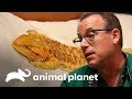 ¡Dragón barbudo no puede moverse! | Dr. Jeff, Veterinario | Animal Planet