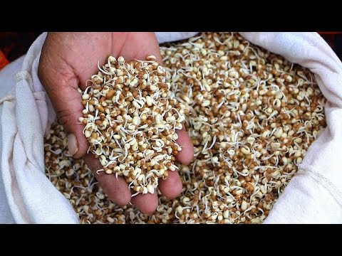Les graines germées pour notre microbiote