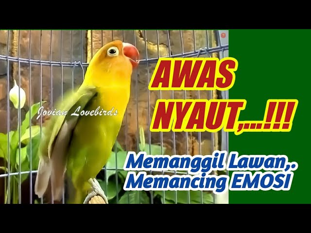 AWAS NYAUT,.. Pancingan Lovebird Gacor Memanggil Lawan Ngetik Ngekek Memancing EMOSI class=