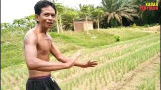 Petani Ini Berani Coba Tanam Bawang Merah Secara Organik #tanimillenial