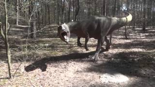 Park Dinozaurów JuraPark w Solcu Kujawskim