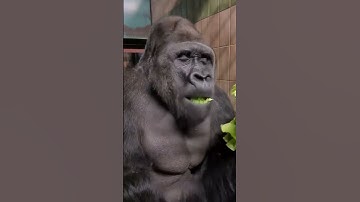 Thumbnail of This Gorilla’s Growl Is Scary!