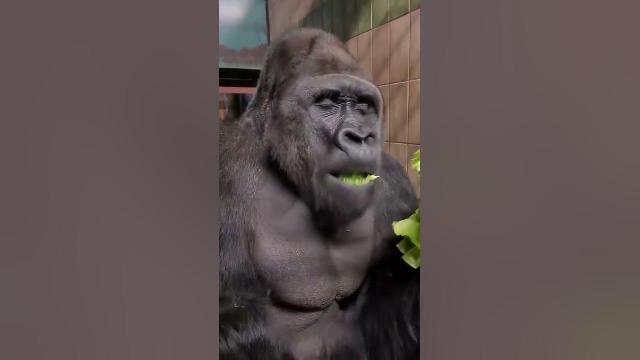 This Gorilla’s Growl Is Scary!