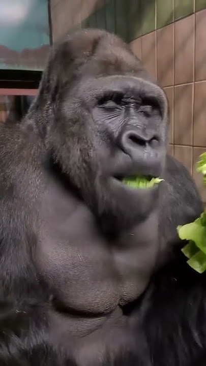 This Gorilla’s Growl Is Scary!