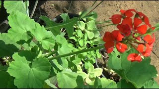 الخبيزة العطرية اوابرة الراعي الحمراء  Pelargonium inquinans