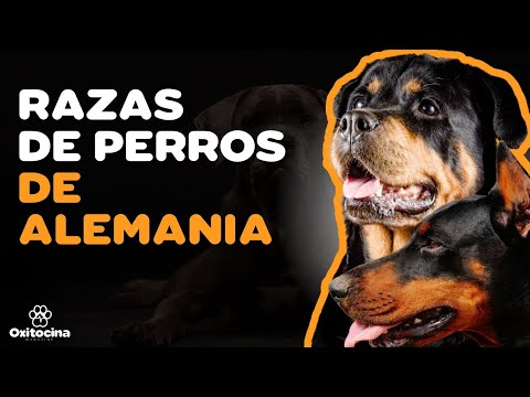 Video: Cómo informar un perro descuidado