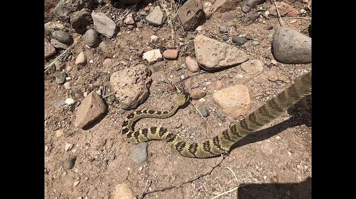 New Mexico Day 6: Herping in Gila