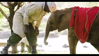Our Miniature Miracle 1.5 Years on | Sheldrick Trust