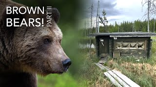 Wild Brown Bears in Finland - Part 2 of My Wildlife Photography Adventure!
