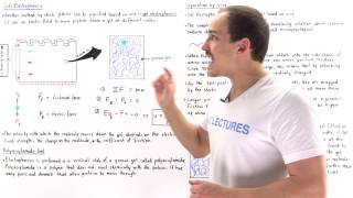 SDS-Polyacrylamide Gel Electrophoresis (Part II)