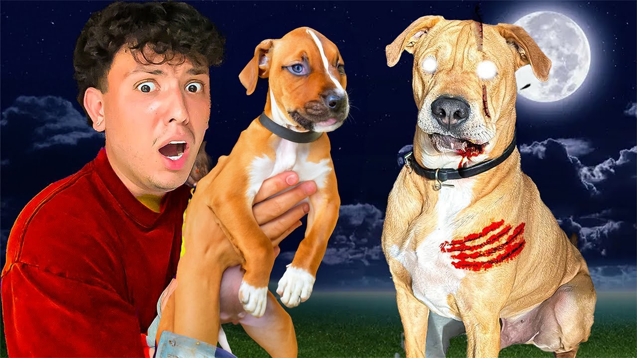 MY POSSESSED DOG ATTACKED MY PUPPY