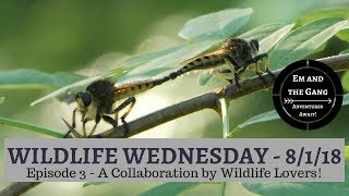 Wildlife Wednesday Collaboration - Episode 4 - Wildlife in our area
#emandthegang
Check out our new collaboration video series: Wildlife Wednesday Collaboration - Wildlife in our Area! We are just a group of folks who thought it would be fun to share wildlife in our area. We live all over, so check out the playlist to see all of the critters we can find! There are a mix of outdoors, bushcrafter, camper, and family channels collaborating, so have fun with this playlist:
https://www.youtube.com/playlist?list=PLrPM8wEmlA auv3vrxsbSiO5T2nNirty
Collaborators include (these are all our channel links):
Happy Trails Hiking:
https://www.youtube.com/channel/UC0HmirE1SUNoSnDOgeIKfqg …
Yankees Outdoor Adventures:
https://www.youtube.com/user/yankeeradio …
DR Outdoors:
https://www.youtube.com/channel/UCbkdkDD78Y-BsrYYfRA9XhQ …
MandieJean97:
https://www.youtube.com/user/mebemandieg?app=desktop …
Em and the Gang:
https://www.youtube.com/channel/UCc7bhHLlxUS2cBV7UtK6UVA …
Travel Small Live Big:
https://www.youtube.com/channel/UCYns7jbzF1d-6yawILCwzRw …
StefOutside:
https://www.youtube.com/user/LILSATAN24
Mike Millen:
https://www.youtube.com/channel/UC-YtzFrHci-ExuKEnNKYm2w?view_as=subscriber …
WoodPigeon Outdoors
https://www.youtube.com/channel/UCpCPPQfEP4_3UZ8yvyd6oGA …
....
If you would like to join in on our next Wildlife Wednesday Collaboration, please contact Em with Em and The Gang on Twitter, YouTube, Instagram, or Facebook!
FOLLOW US ON:
Instagram: https://www.instagram.com/emandthegangadventures/
Twitter: @EmandTheGang2
Facebook: Em and the gang
Special thanks to our patrons - please visit their channels (if available!):
The Natureman - Gilbert Rod: https://www.youtube.com/user/techman2therescue
SkinnyGPanda: https://www.youtube.com/channel/UCrPTDQckVa4M5ekLU8nL7tg
BECOME A PATRON! You can now become a patron of Em and the Gang on Patreon. Get special rewards, sneak peeks and more: https://www.patreon.com/emandthegang
Check out our super cool merchandise:
https://shop.spreadshirt.com/emandthegang/ Wildlife Wednesday Collaboration - Episode 4 - Wildlife in our area