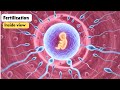 The Journey of Human Fertilization – 3D Animation