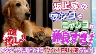 坂上家 ワンコとニャンコ・愛の風景〜コウタとアキとこんぶは仲良し〜