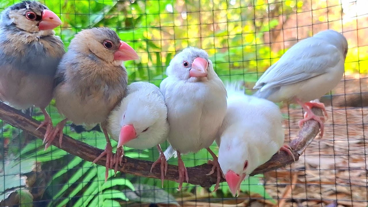 Baby java sparrows like to sing sweet song on their swing. They like it ...