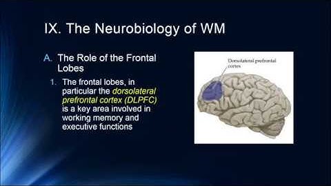 Cognition Lecture 4 8   The Neurobiology of Working Memory