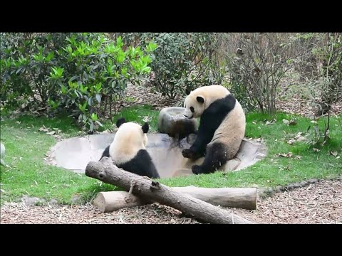 FOMOS VER OS PANDAS NA CHINA