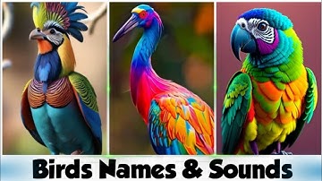 BIRDS Names and Sounds - Learn Bird Species in English