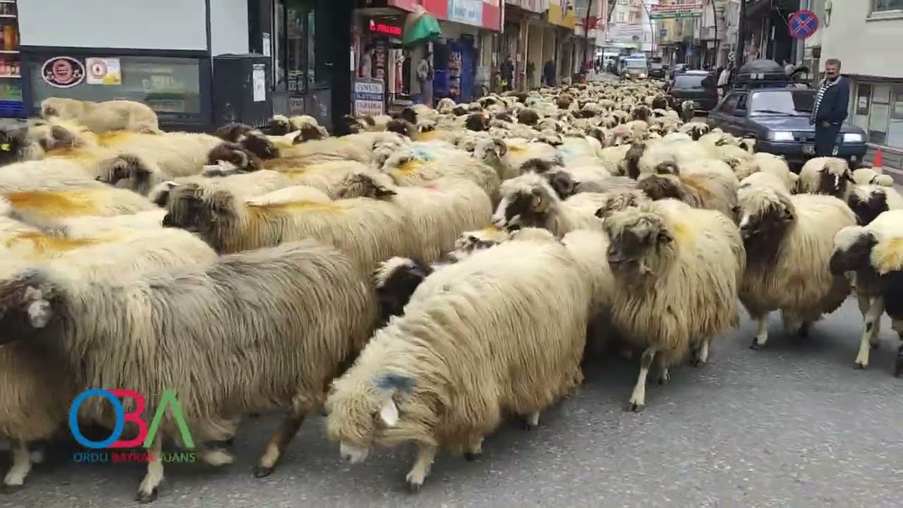 Çambaşı yaylasına giden koyunlar- Ulubey- OBATV