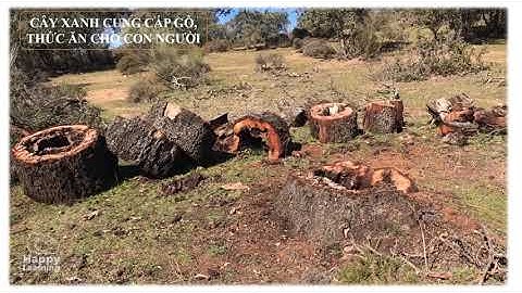 LỢI ÍCH CỦA CÂY XANH -  KINDERGARTEN