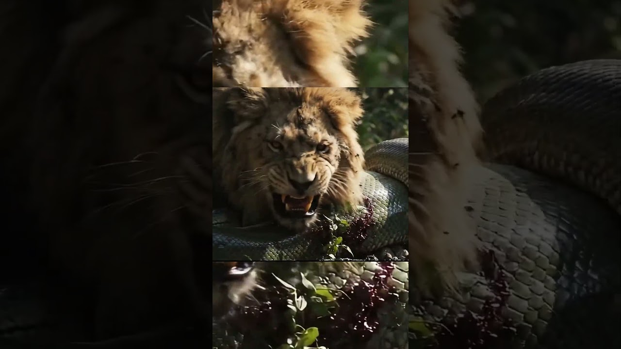 Lion vs Giant Anaconda — Jungle Clash