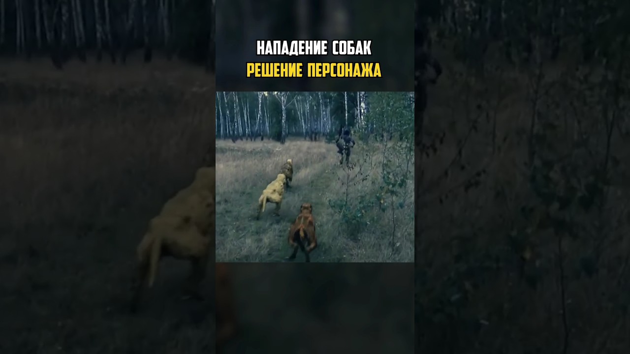 ⭐️ Нападение СЛЕПЫХ ПСОВ - РЕШЕНИЕ ПЕРСОНАЖА - Логика Сталкера | #сталкер #видеоигры